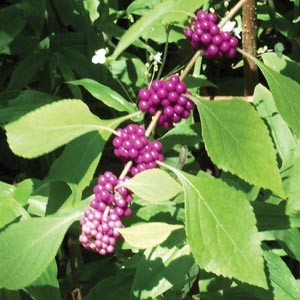 American Beautyberry