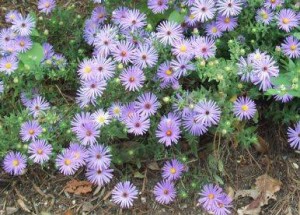 wwl fall aster