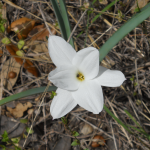 Lake Georgetown flower pic