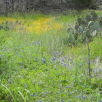 wildflowers at Lake Georgetown April 2015