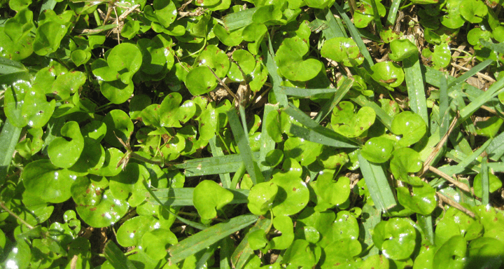 Close-up of green dollarweed (also known as pennywort) mixed with blades of grass, showing the round, shiny leaves and the contrast between the two different types of plants.