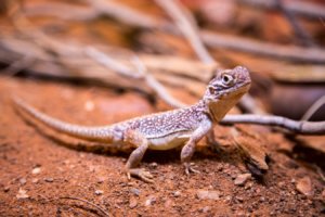Image shows a brown lizard sitting on brown dirt, leaves, and twigs. Photo by Robert Koorenny on Unsplash.