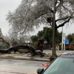 Fallen Tree from 2020 Ice Storm