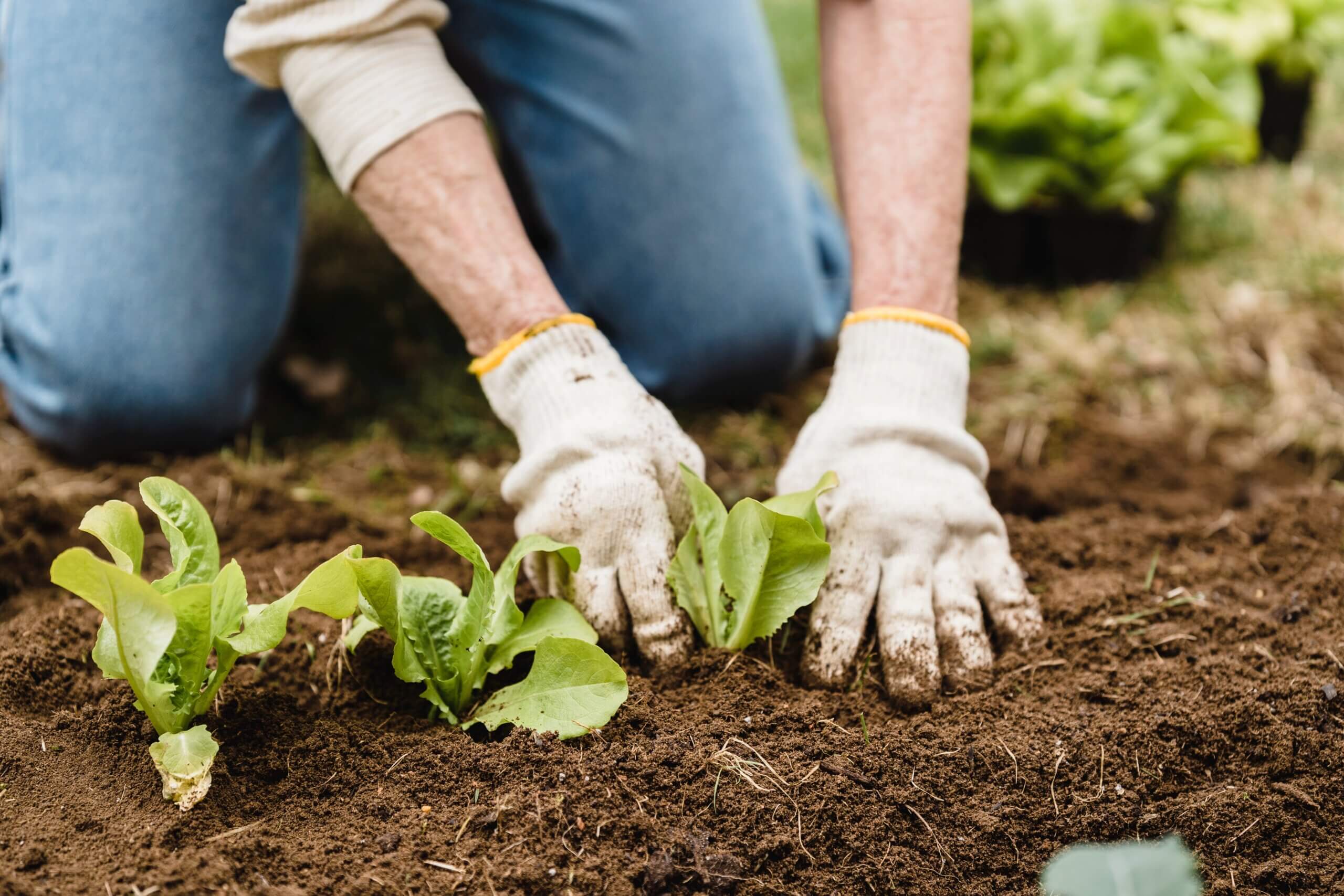 vegetable garden