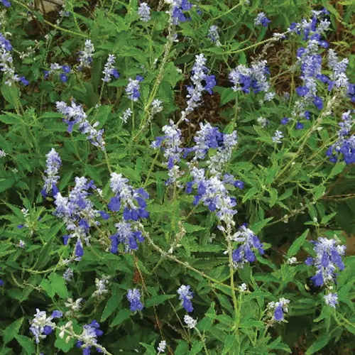 Henry Duelberg Salvia