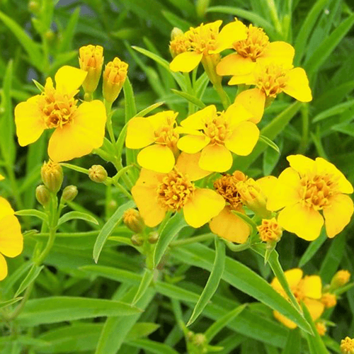 Mexican Tarragon