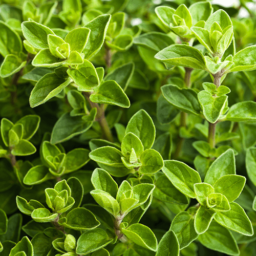 Oregano