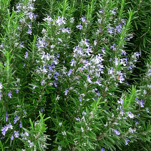 Rosemary