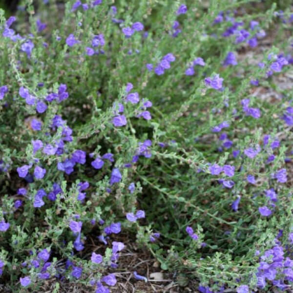 Wright's Skullcap