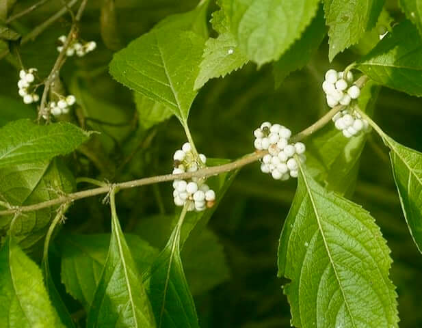 White American Beautyberry White American Beautyberry
