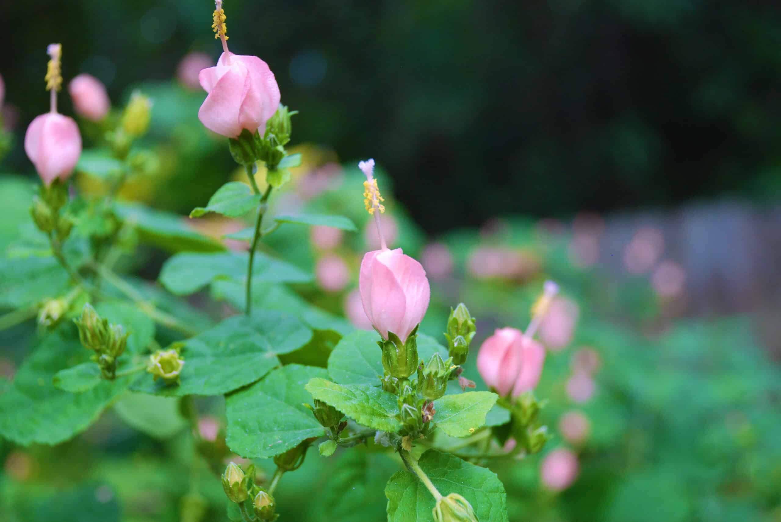 Pink Turks Cap Pink Turks Cap