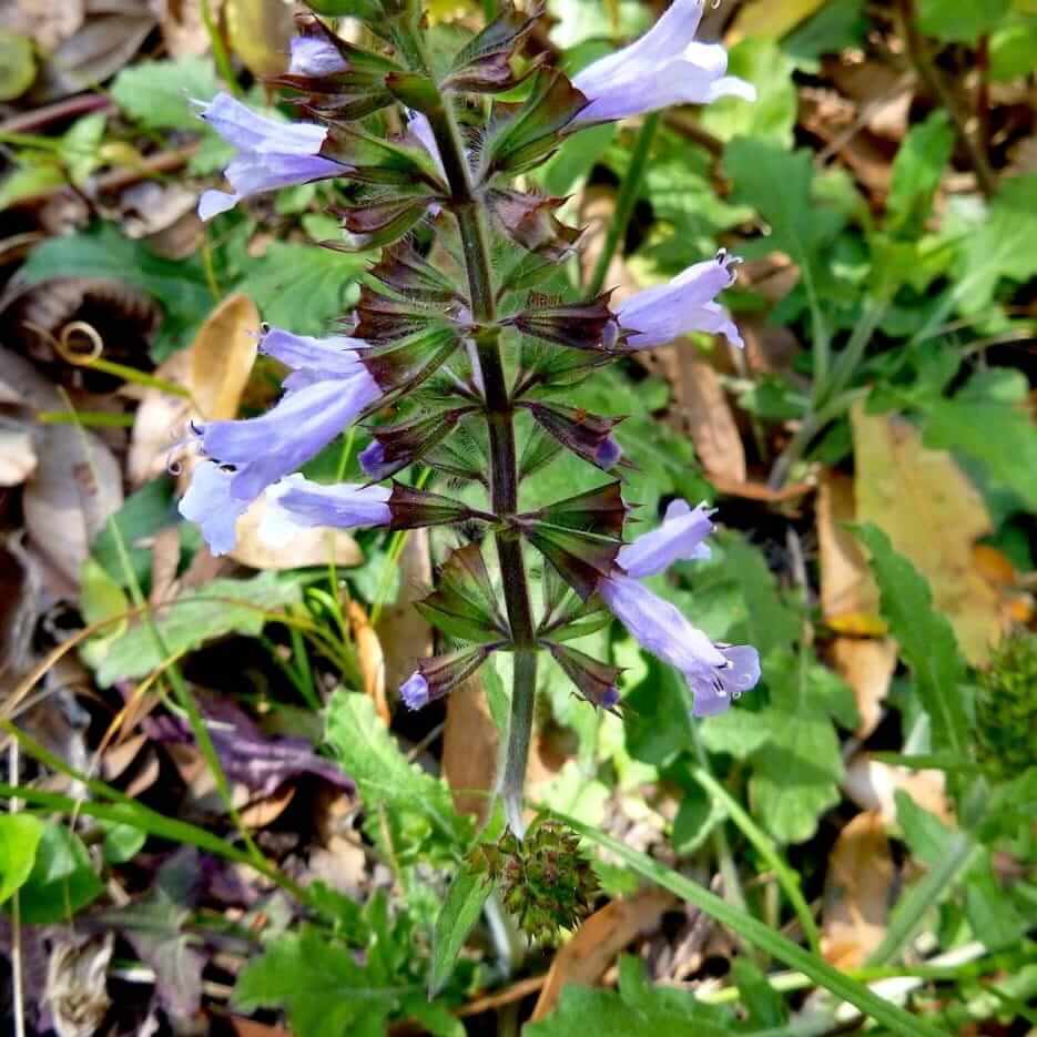 Pitcher Sage
