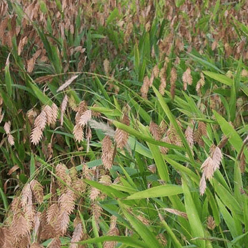 Inland Sea Oats Inland Sea Oats