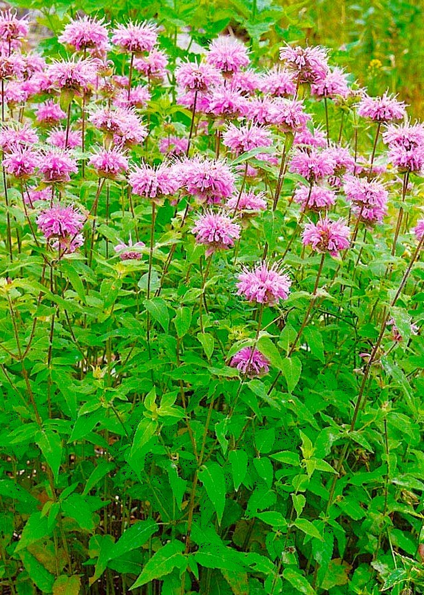 Wild Bergamot