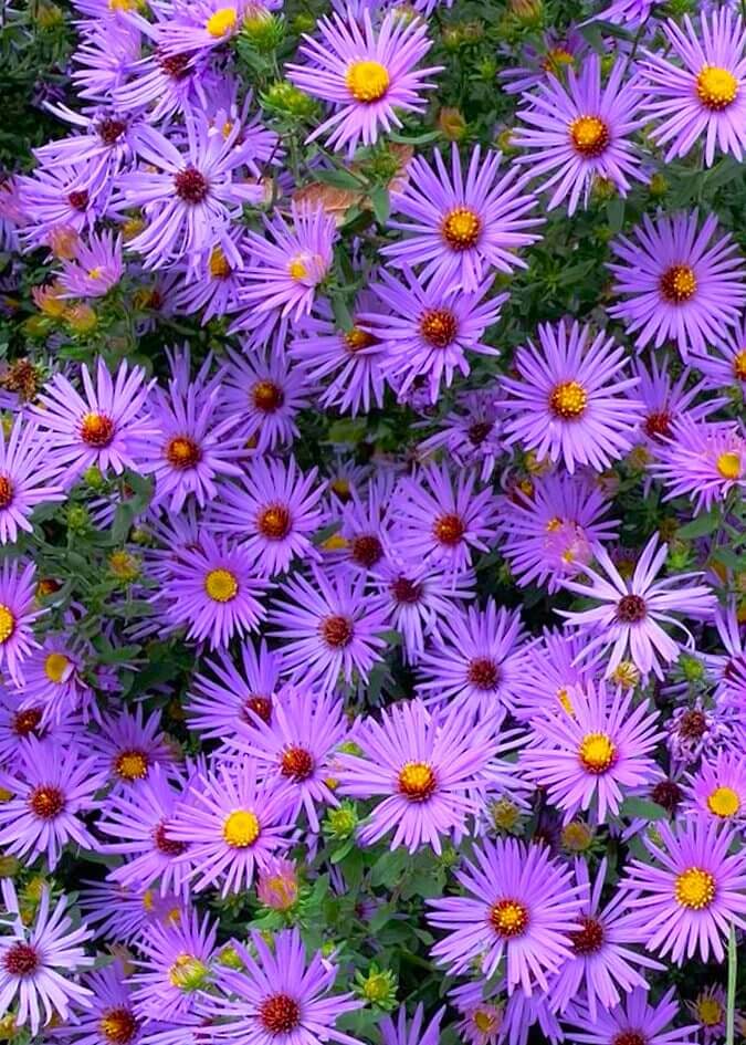 Fall Aster