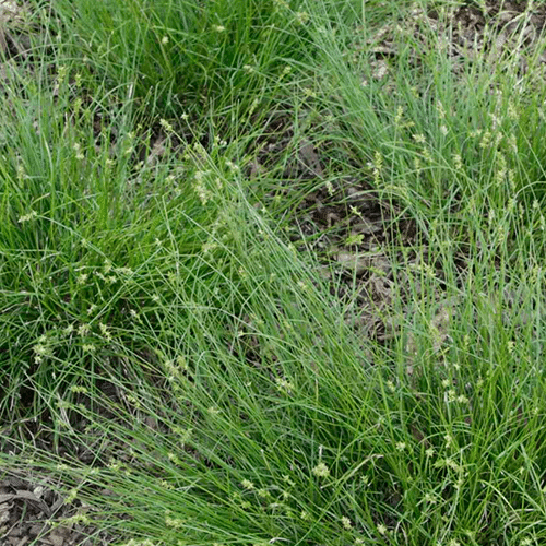Texas Sedge Texas Sedge