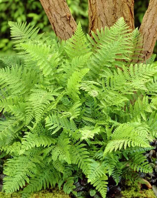 Southern Shield Fern Southern Shield Fern