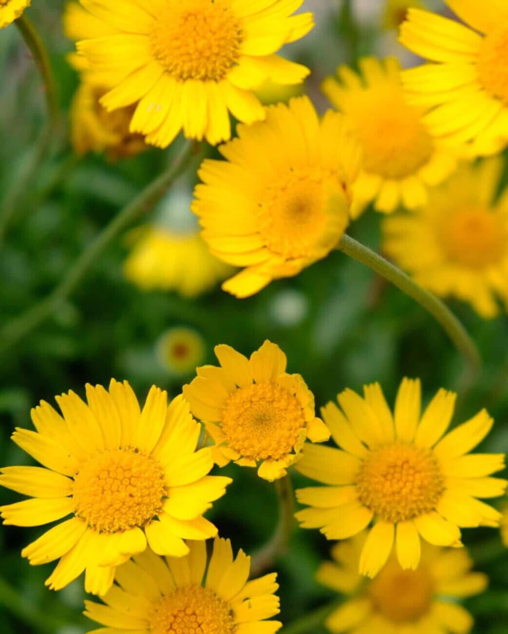 Four-nerve Daisy