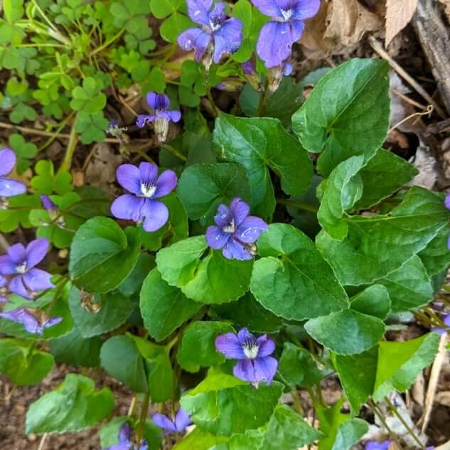 Wood Violet Wood Violet