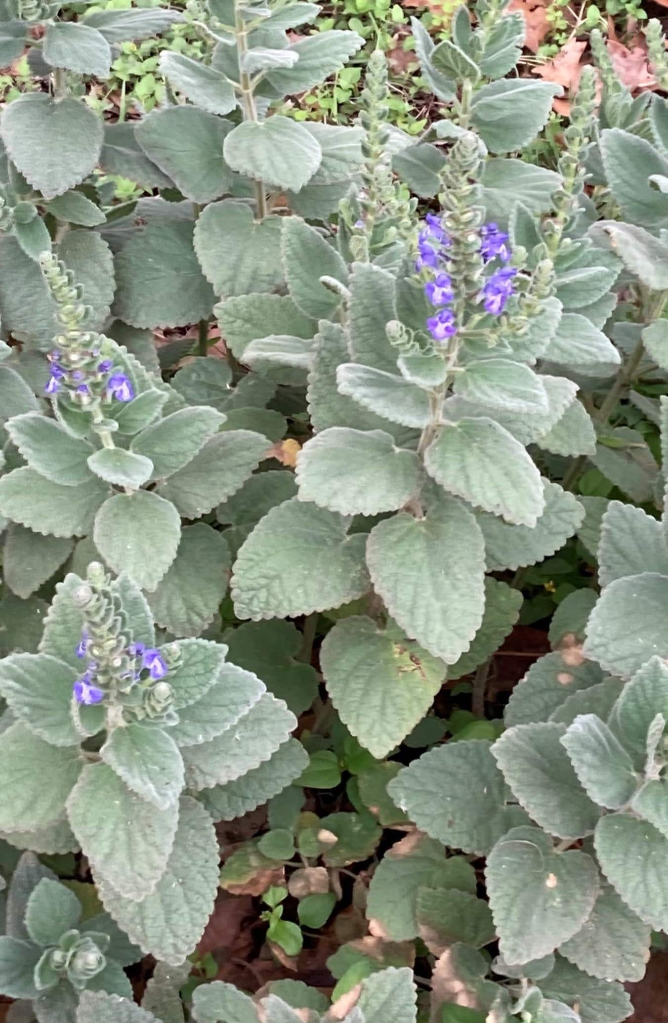 Heartleaf Skullcap Heartleaf Skullcap