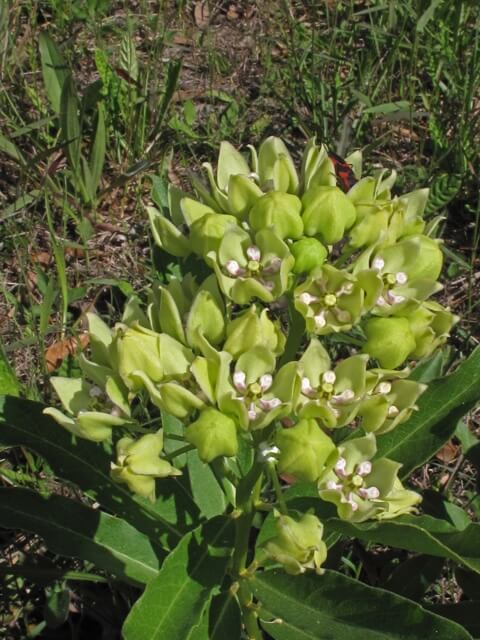 Green Milkweed