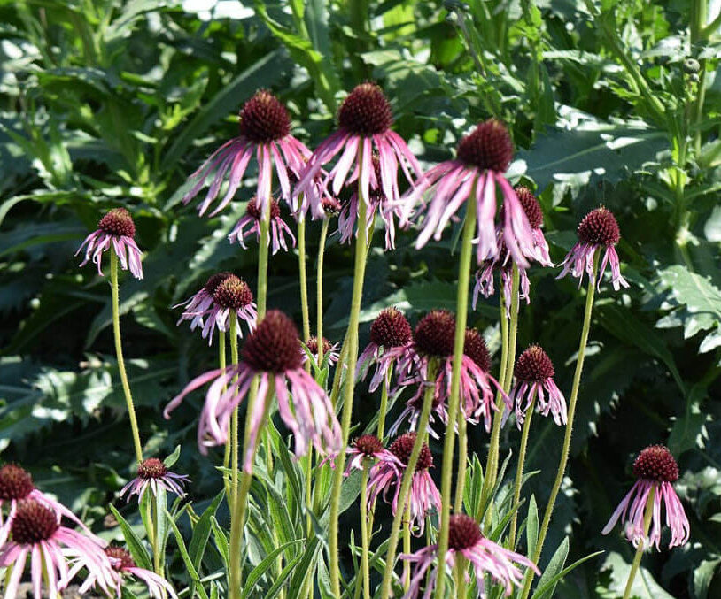 Narrowleaf Coneflower