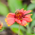 City promotes pollinator populations through Bee City USA initiative