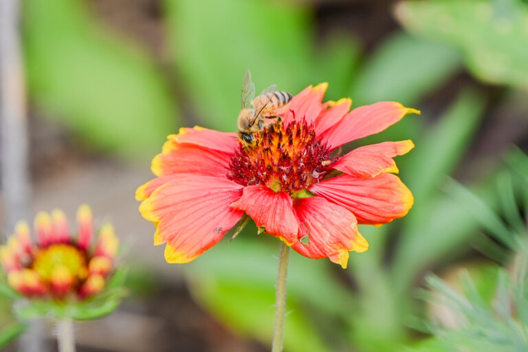 City promotes pollinator populations through Bee City USA initiative