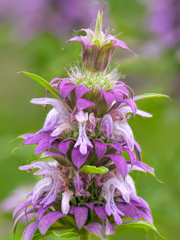 A close-up of a wild bergamot flower with layered purple petals, light green leaves, and fuzzy white tufts, thriving in a garden supported by water conservation programs against a blurred green and purple background.