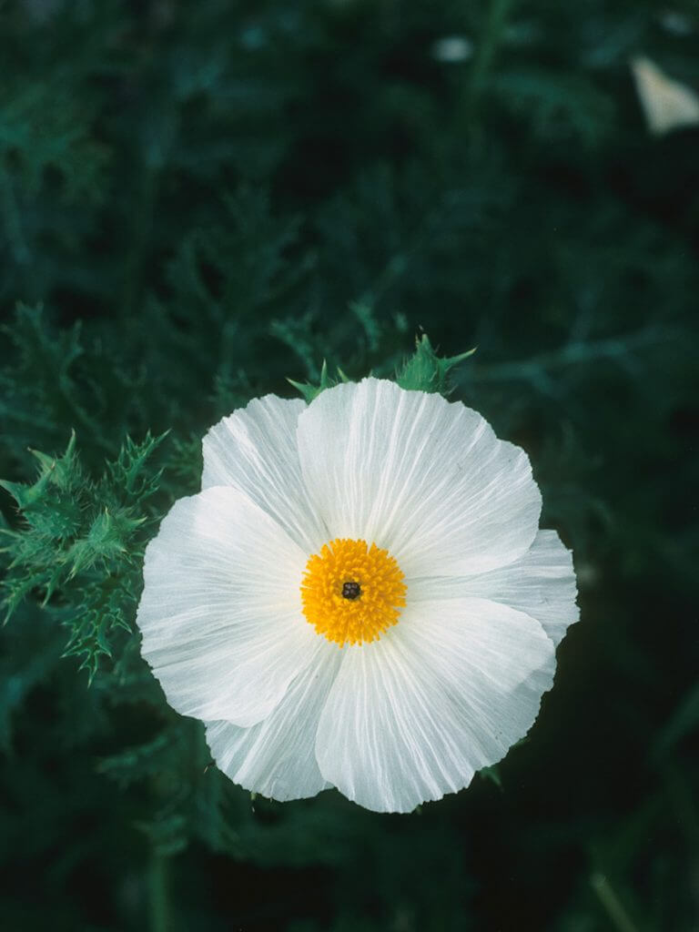 A single white flower with delicate petals and a bright yellow center stands out against a dark green leafy background, evoking the purity and beauty often celebrated in water conservation programs.