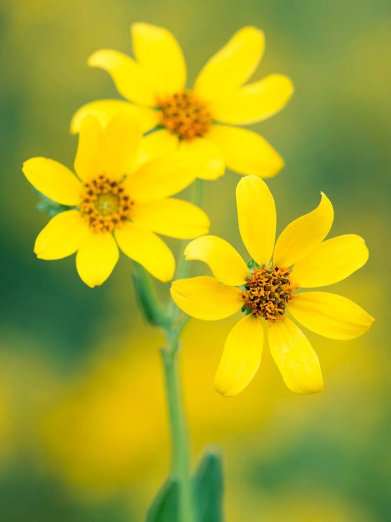 Three bright yellow wildflowers with orange centers are in focus against a soft, blurred green and yellow background—an image reminiscent of landscapes benefited by water conservation programs. Long, oval petals radiate from each flower's central disk.