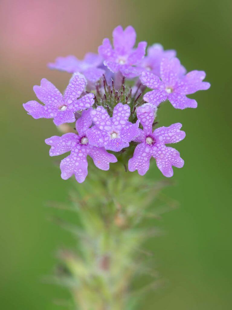Close-up of a cluster of small, purple flowers with delicate petals covered in tiny water droplets—an image that highlights the beauty and impact of effective water conservation programs, set against a blurred green background.
