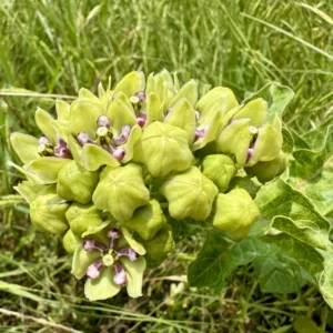 A cluster of green, star-shaped flowers with purple and white centers grows among tall grass, with broad green leaves in the background.