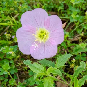 A close-up of a light pink flower with a yellow center, surrounded by green leaves and grass. The petals have fine pink veins and the background is lush with small plants and greenery.