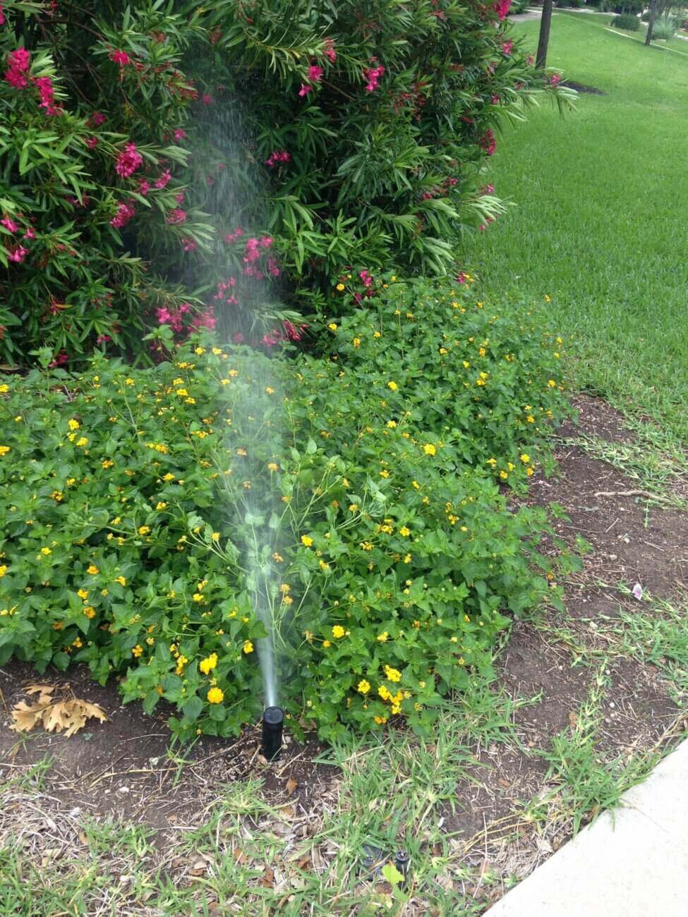A garden sprinkler sprays water over green plants with small yellow flowers, near a bush with pink blossoms and a neatly mowed lawn.