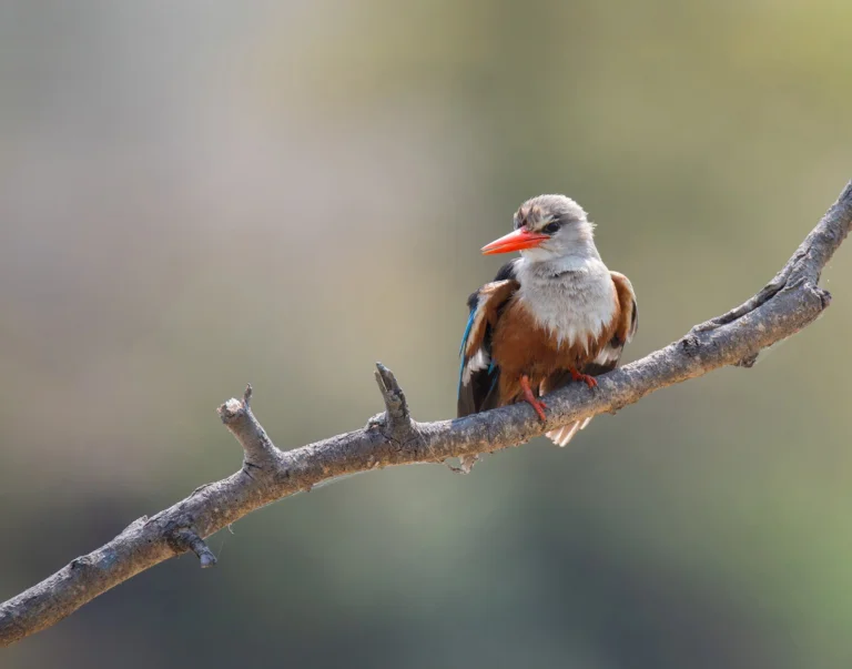A brown and white bird with a red beak perches on a bare branch against a soft, blurred green and brown background.