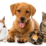 A group of pets including a white rabbit, a brown puppy, a guinea pig, and a tabby cat, all sitting closely together on a white background.