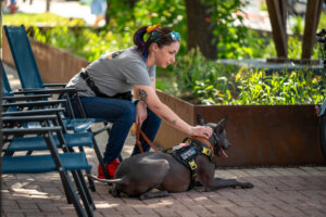 A person with rainbow hair sits on a bench, gently petting a large gray service dog wearing a harness. They are outside on a sunny day near greenery and several empty blue chairs.