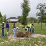 People work together to mulch and support a newly planted tree during an Earth Day 2026 activity in Round Rock.