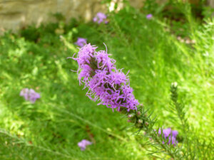 A close-up of a purple flower spike, likely a blazing star (Liatris), set against a blurred green background with grass and foliage.