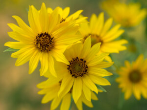 Three bright yellow sunflowers with dark centers in focus, surrounded by more blurred yellow flowers and a soft green background, creating a cheerful and vibrant scene.