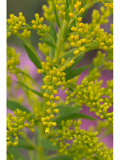 Close-up of a plant with clusters of small yellow buds and green leaves, set against a blurred background with shades of purple and green, highlighting the natural beauty that water conservation programs help preserve.