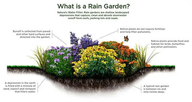Cross-section diagram of a rain garden with labeled features, including native plants, pollinators, runoff flow, water-collecting depression, and soil filtering. Text explains rain gardens purpose in filtering stormwater.