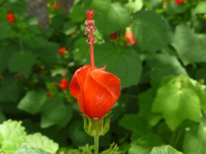 A close-up of a bright red, partially closed flower bud with a long central stigma, set against a background of green leaves.