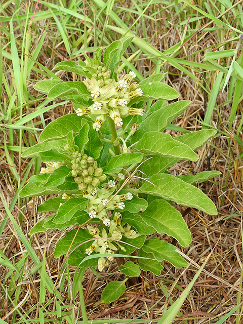 Green vine-like plant with clusters of small, pale yellow flowers growing among grass and dry brown vegetation, thriving despite limited resources thanks to the area’s water conservation programs.