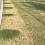 A patchy lawn with areas of green and yellow grass, showing irregular spots of healthier green grass surrounded by brown, dried grass near a concrete curb.