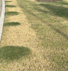 A patchy lawn with areas of green and yellow grass, showing irregular spots of healthier green grass surrounded by brown, dried grass near a concrete curb.