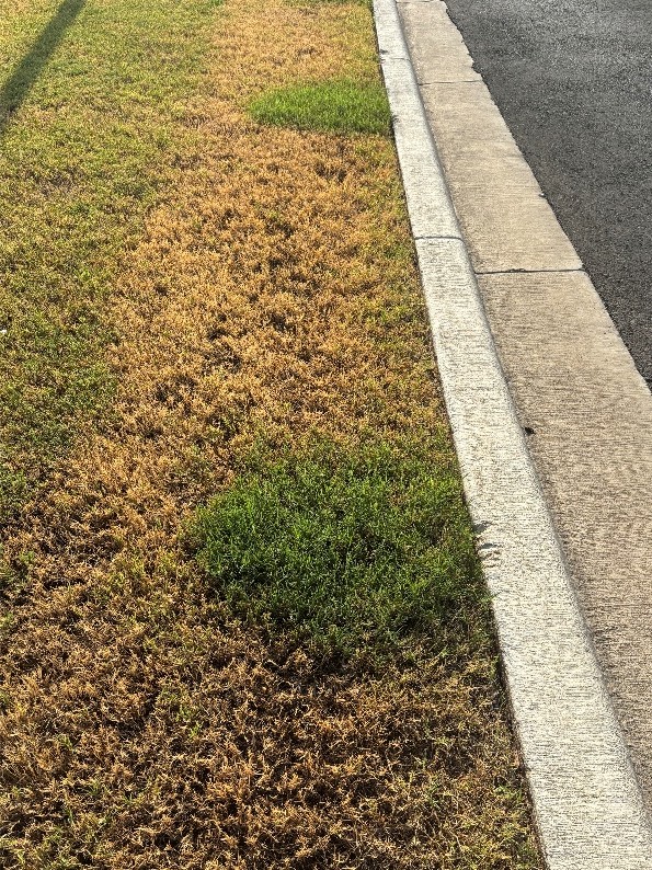 A patch of green grass stands out in a mostly yellow, dry lawn next to a concrete curb and an asphalt street, with sunlight casting shadows.