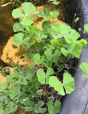 Water clover plant with four-leafed foliage growing in a container of water.