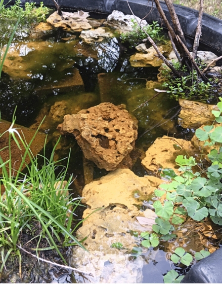 Porous yellow rocks submerged in a dark garden pond with surrounding green aquatic plants and grasses.